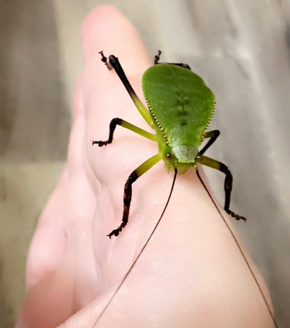Hooded Katydid L3