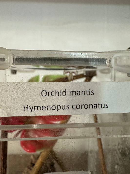 Orchid Mantis