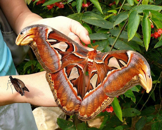 Atlas Moth Caterpillar