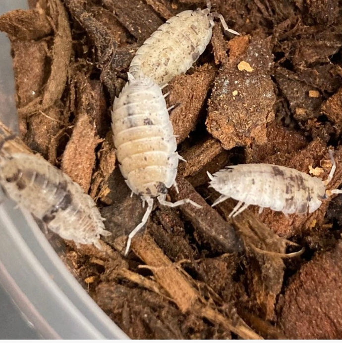 CB Dalmatian Mix Isopod (Pack of 10)
(Porcellio scaber Dalmatian)