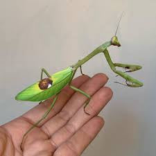 Advocado Mantis (Stagmatoptera supplicaria)