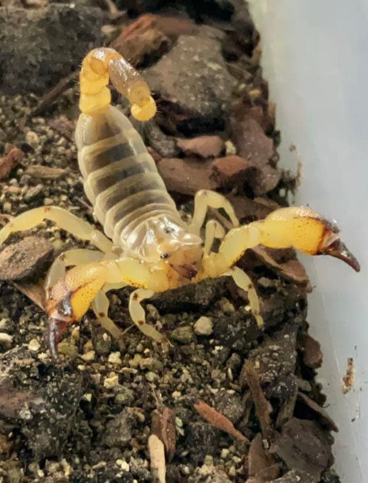 Scorpio maurus palmatus GOLDEN DESERT SCORPION