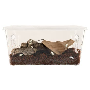 Zoo Med Roly Poly Isopod Starter Kit Set