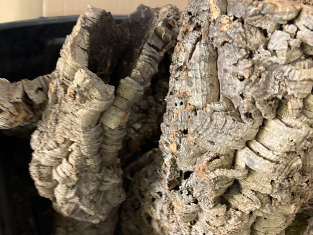 Cork Bark Tubes Bulk Amounts Bundles 1kg or 5kg Options Enrichment Reptiles Inverts Small Animals Natural