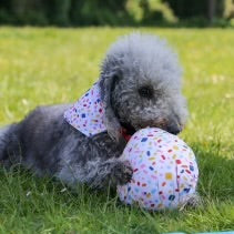 Pawty Balloon Birthday Dog Toy Plush