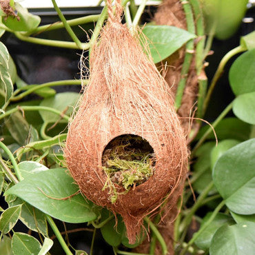 Hanging Coconut Aboreal Hide Geckos Decor Rope