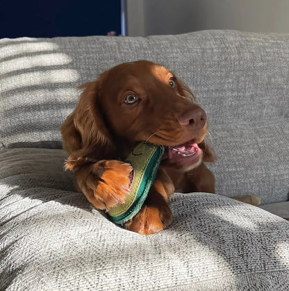 Audrey Avocado Eco Dog Toy