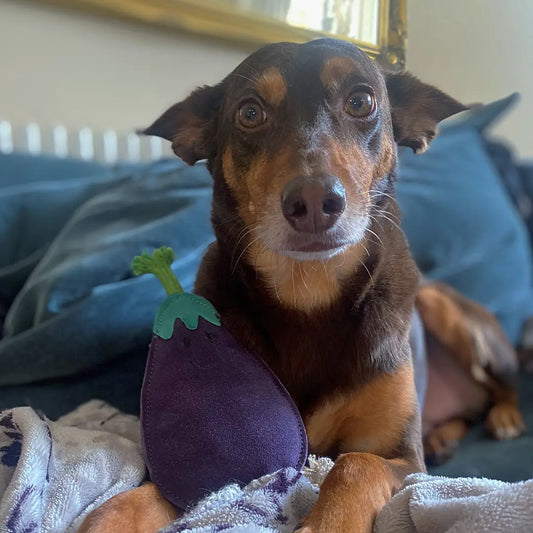 Austin the Aubergine Eco Dog Toy