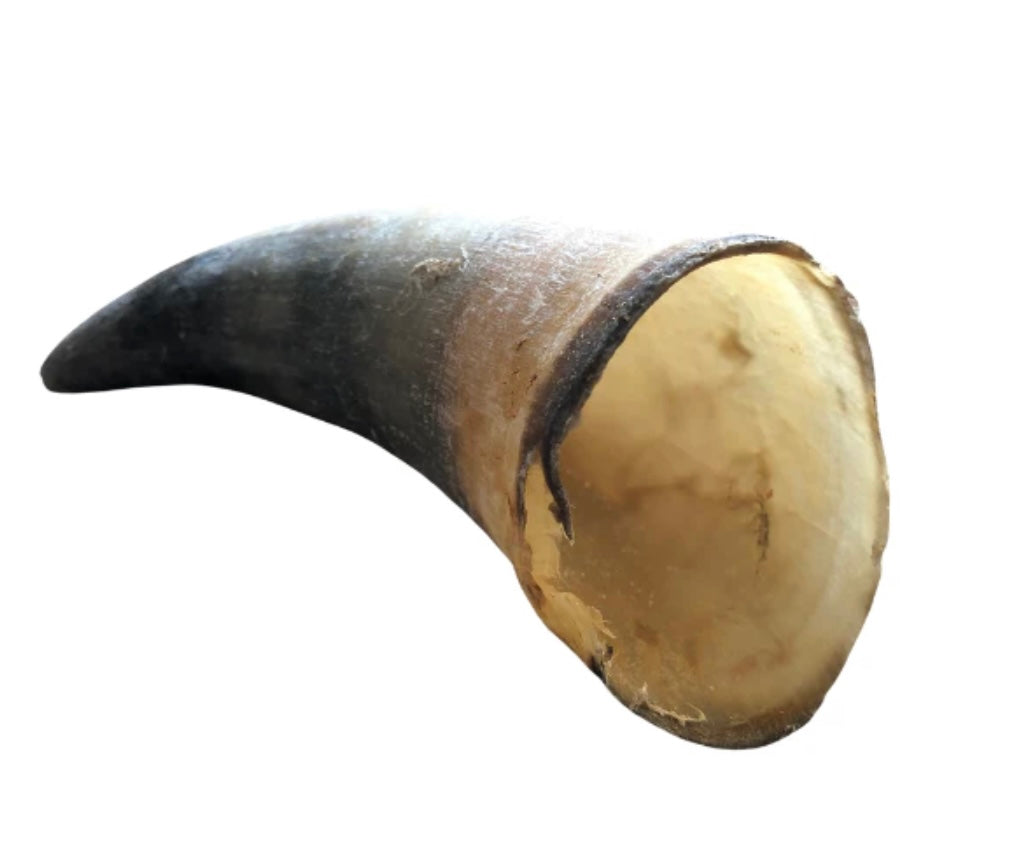 Empty Cow Horn