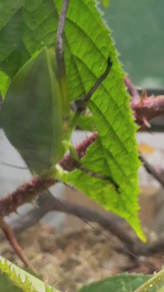 Hooded Katydid L3