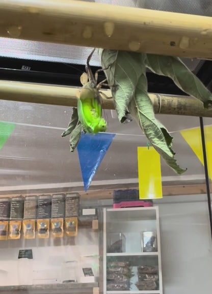 Hooded Katydid L3