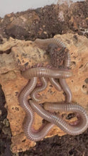 Load and play video in Gallery viewer, Ghana Speckled Leg Giant Millipede
(Telodeinopus aoutii)
