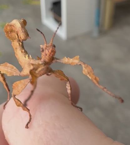 Macleays Spectre Extatosoma tiaratum