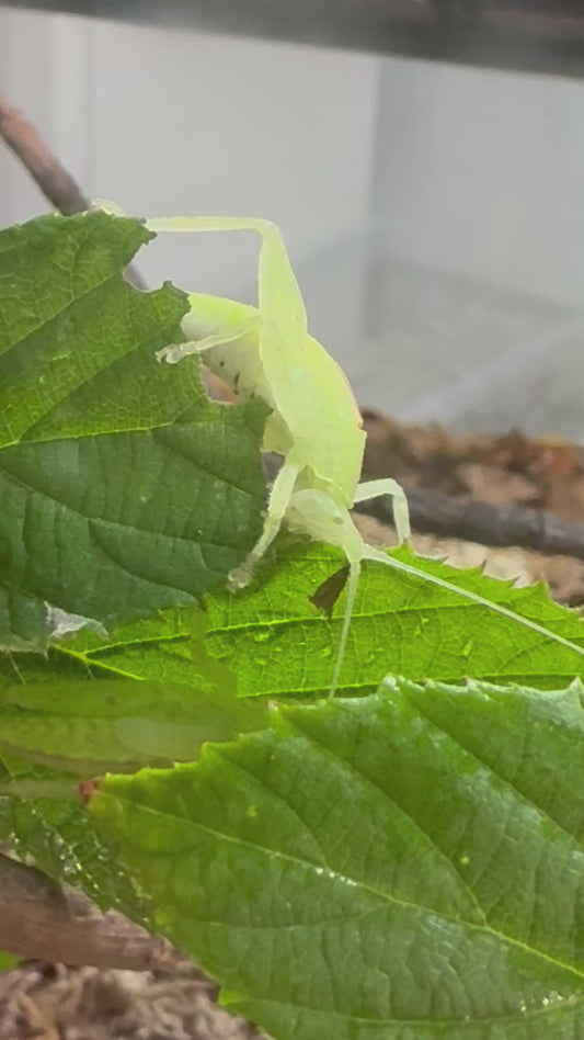 Leaf Mimic Katydid Phyllomimus truncatus