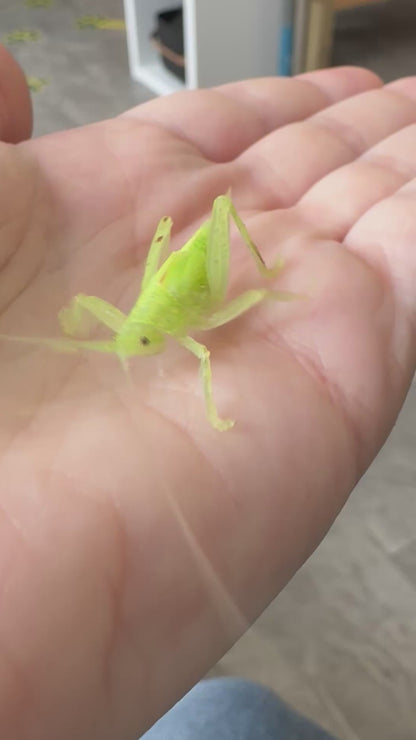 Leaf Mimic Katydid Phyllomimus truncatus