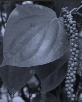 Black Pepper Leaves 10 Pack Leaf Litter Isopods