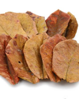Large Catappa Leaves pack of 10 Leaf Litter - Bioactive Enclosures, Isopods, Millipedes