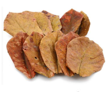 Small Catappa Leaves - 10 Pack Leaf Litter Isopods