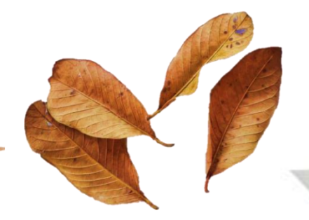 Guava Leaves - 10 Pack Leaf Litter Isopods
