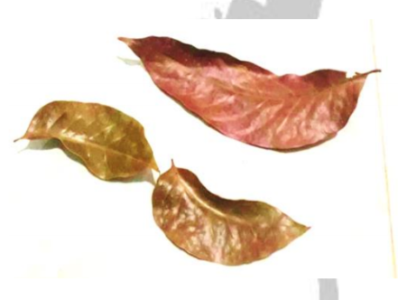 Mahogani Leaves 10 Pack Leaf litter Isopods