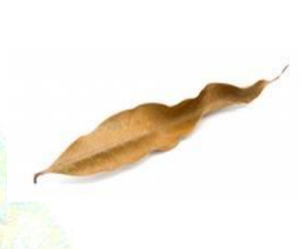 Large Mango Leaves 10 pack Leaf Litter isopods
