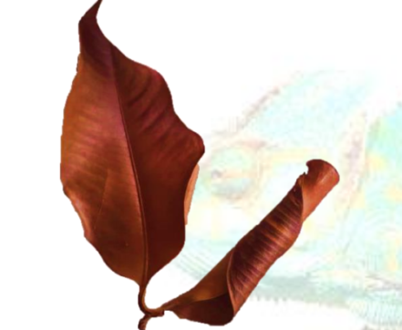 Mangus Leaves 10 Pack Leaf Litter Isopods