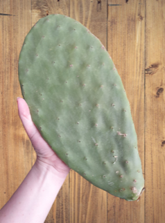 LARGE Opuntia Prickly Pear Cactus Pad x1 Weight Approx 800g-1kg