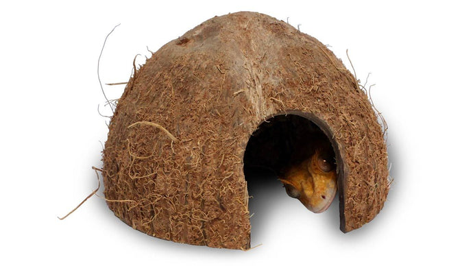 Coconut Hide - Half Shell