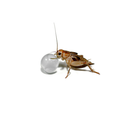Habistat H20 Balls Clear 500g