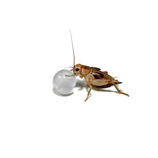 Habistat H20 Balls Clear 500g