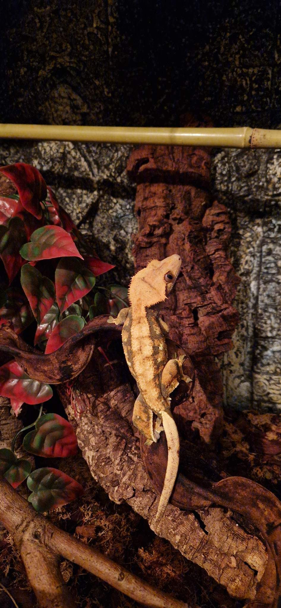 Natural Real Bamboo 30cm 45cm 60cm options Perch Ledge Reptiles Vivariums Enclosure Gecko Lizards With Suction Lengths 4 Pack