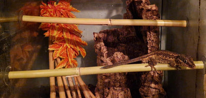 Natural Real Bamboo 30cm 45cm 60cm options Perch Ledge Reptiles Vivariums Enclosure Gecko Lizards With Suction Lengths 4 Pack