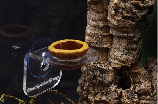 Small Arboreal Feeding Bowl Ledge