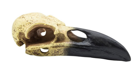 ProRep Resin Corvid Skull Moonknight Style