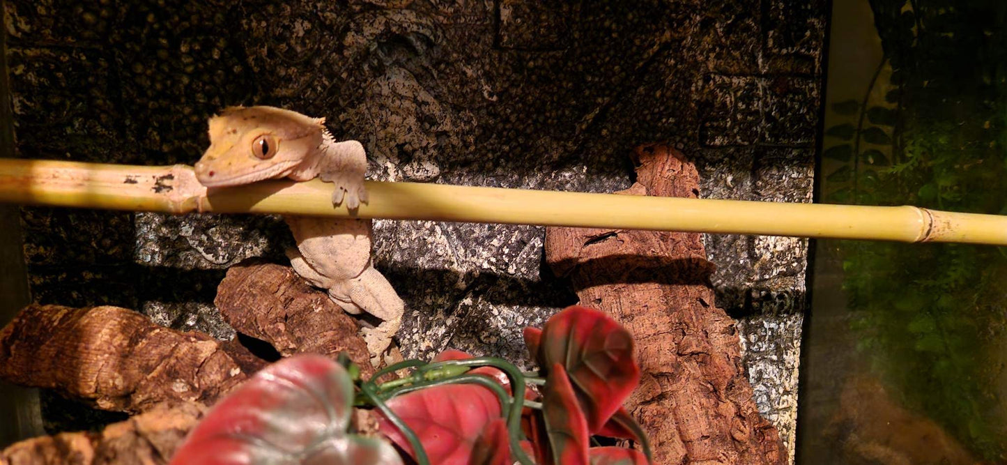 Natural Real Bamboo 30cm 45cm 60cm options Perch Ledge Reptiles Vivariums Enclosure Gecko Lizards With Suction Lengths 4 Pack