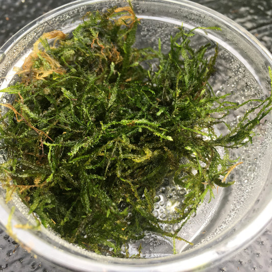 Pro Rep Live plant. Taiwan moss (80cc cup)