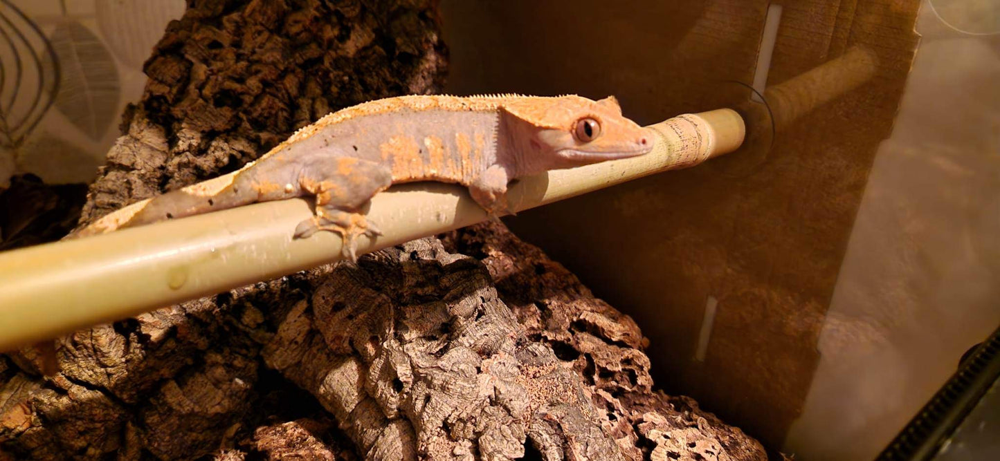 Natural Real Bamboo 30cm 45cm 60cm options Perch Ledge Reptiles Vivariums Enclosure Gecko Lizards With Suction Lengths 4 Pack