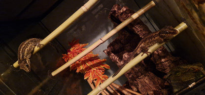 Natural Real Bamboo 30cm 45cm 60cm options Perch Ledge Reptiles Vivariums Enclosure Gecko Lizards With Suction Lengths 4 Pack