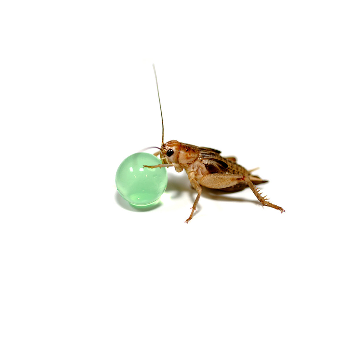 Habistat H20 Balls Multi-Coloured 500g