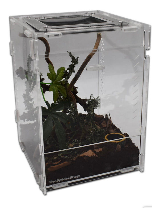 Jumping Spider Starter Kit acrylic enclosure with accessories
