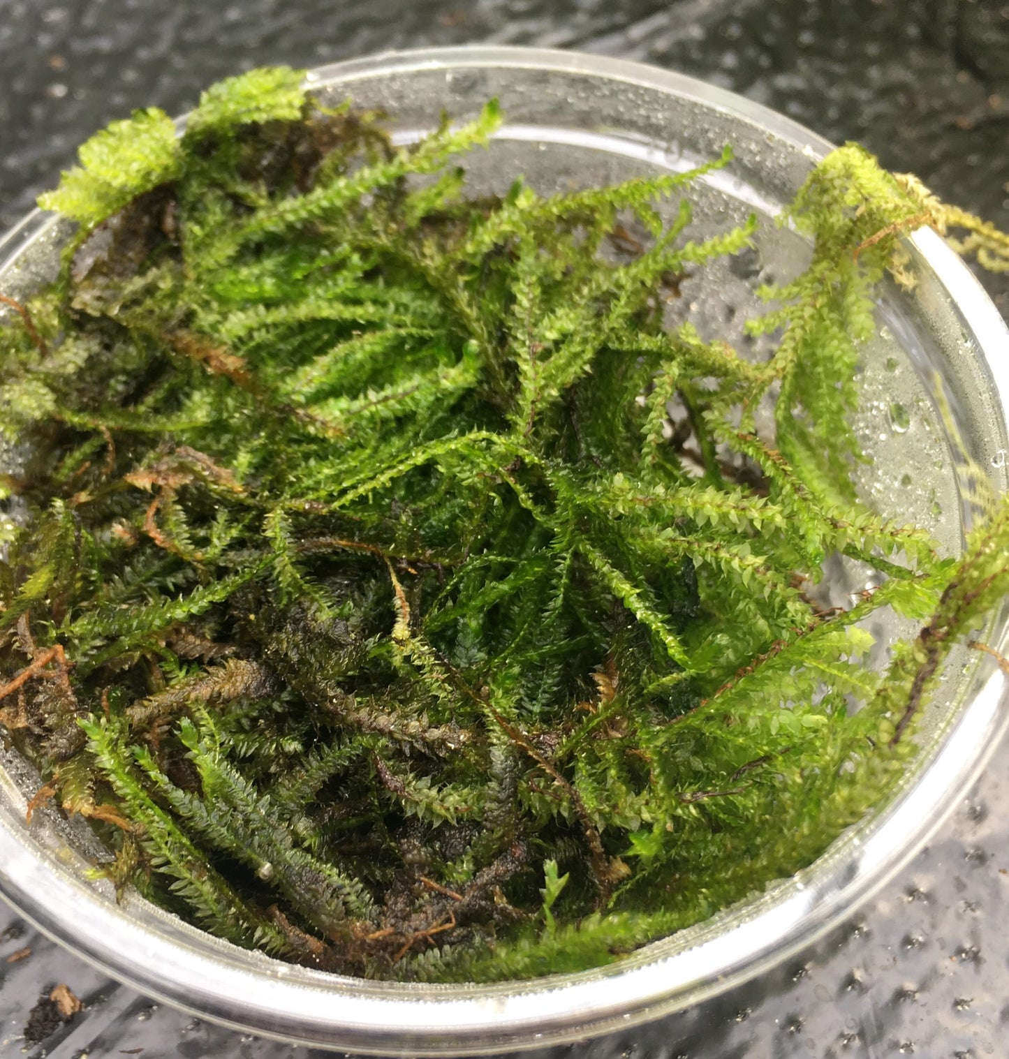 Pro Rep  Live plant. Christmas moss (80cc cup)