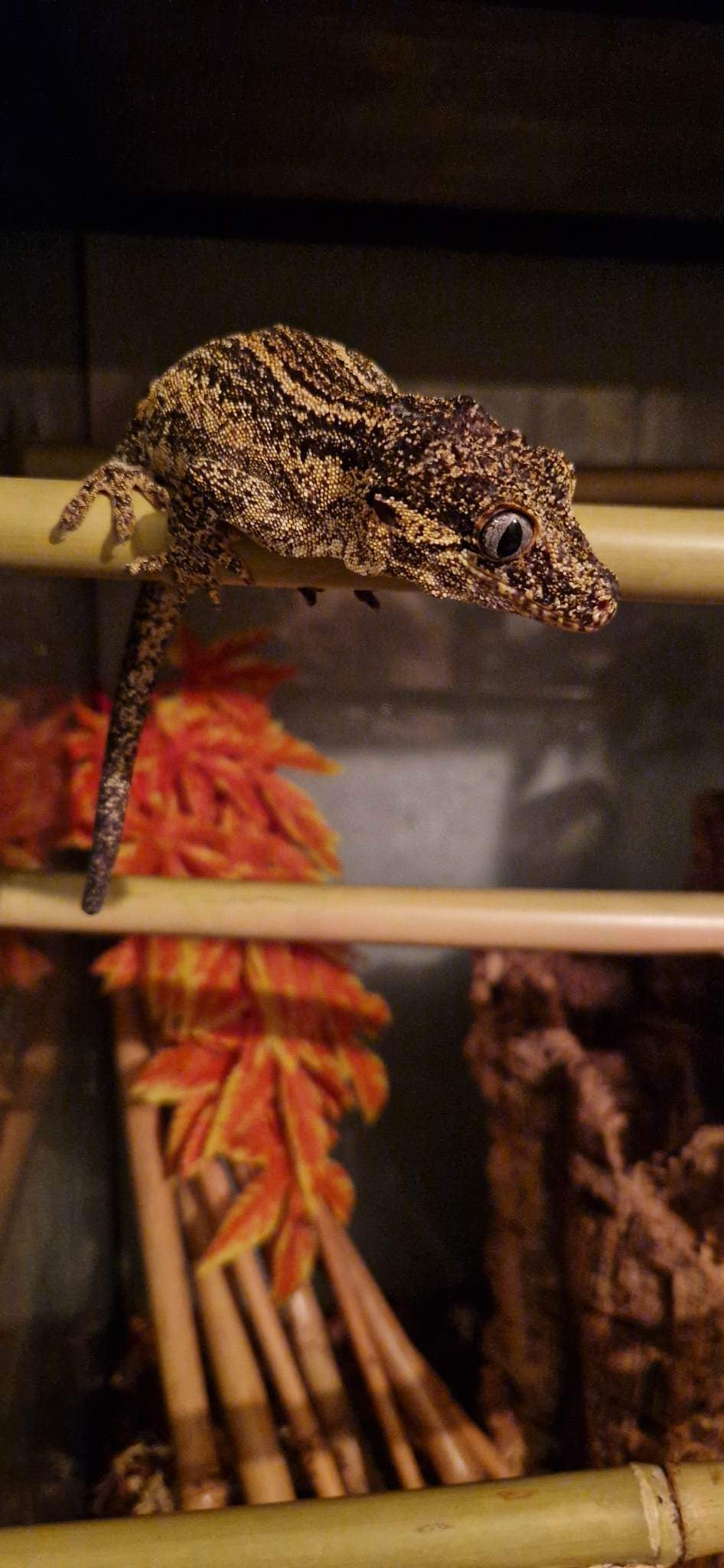 Natural Real Bamboo 30cm 45cm 60cm options Perch Ledge Reptiles Vivariums Enclosure Gecko Lizards With Suction Lengths 4 Pack