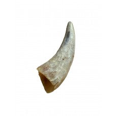 Empty Cow Horn