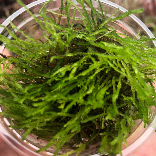 Flame Moss (Taxiphyllum alternans 'Taiwan Flame') - 80cc cup