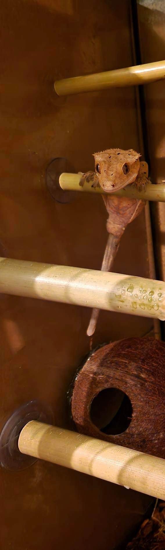 Natural Real Bamboo 30cm 45cm 60cm options Perch Ledge Reptiles Vivariums Enclosure Gecko Lizards With Suction Lengths 4 Pack