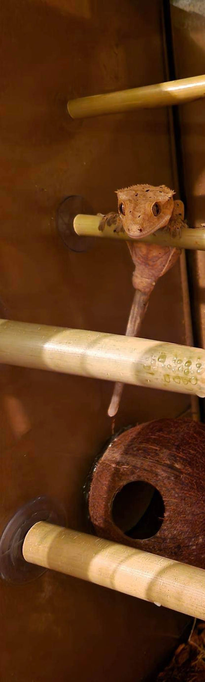 Natural Real Bamboo 30cm 45cm 60cm options Perch Ledge Reptiles Vivariums Enclosure Gecko Lizards With Suction Lengths 4 Pack