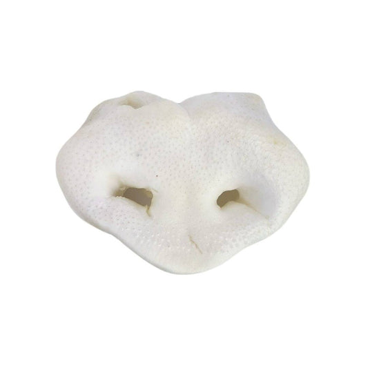 1x Puffed Pig Snout