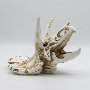 Pro Rep Triceratops Skull 17x12x12.5cm