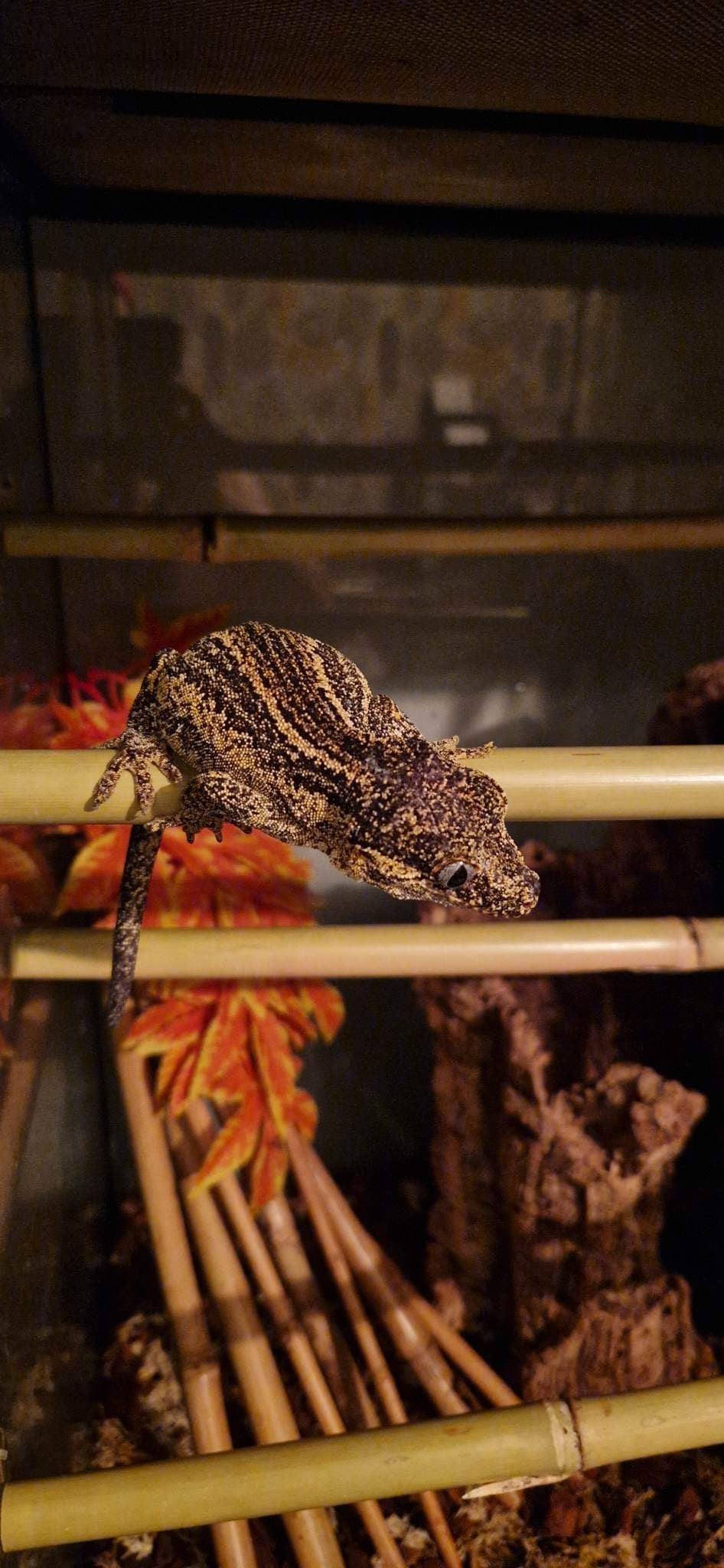 Natural Real Bamboo 30cm 45cm 60cm options Perch Ledge Reptiles Vivariums Enclosure Gecko Lizards With Suction Lengths 4 Pack