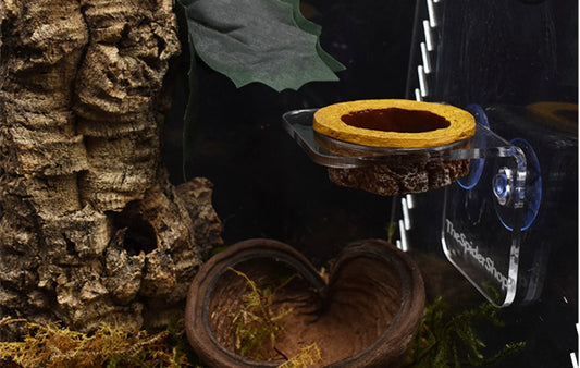 Large Arboreal Feeding Bowl Ledge